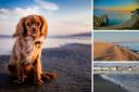 What dog owners think of Dorset beaches