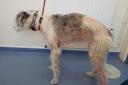 Branna, a dog owned by Shona Hale who has been prosecuted by the RSPCA (Picture: RSPCA)