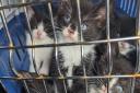 The RSPCA has issued shocking animal abandonment figures for Dorset