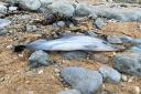 A dolphin was washed up onto the beach at Ringstead Bay