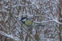 File picture of a great tit in a snowy tree in Toldpuddle