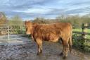 This cow was stolen from a farm in East Knoyle.