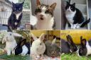 Six adorable Dorset animals in need of a home