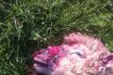 MAULED: One of the sheep which was attacked by a dog