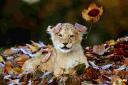 Cute pics of lovely lion cub and antelope