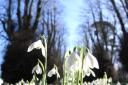 Come enjoy the snowdrops of Compton Valance