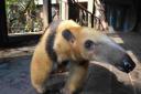 Tammy the friendly tree-climbing anteater