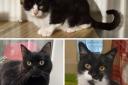 These three fantastic felines at RSPCA West Dorset need forever homes.