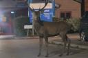 Deer spotted outside Wimborne Hospital