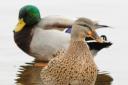 Stock image of ducks