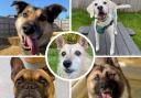 Five adorable dogs looking for new homes. Picture:  Dogs Trust