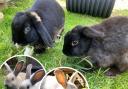 Fluffy bunnies looking for their forever homes. Picture: RSPCA West Dorset Branch