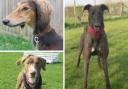 These three dogs are all looking for loving homes. Pictures: Margaret Green Animal Rescue