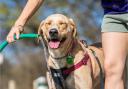 Signs that your dog has heatstroke and how to prevent it from happening (Canva)
