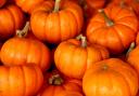 With Halloween on the horizon, here are some of the best places in Dorset and the New Forest to pick your own pumpkins in 2022 (Canva)