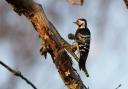 Lesser spotted woodpecker Picture: Dorset Wildlife Trust