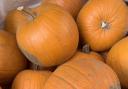 The pumpkin trail will run throughout the week at Abbotsbury Swannery