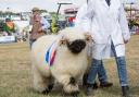 What sheep has a fleece like that? Find out at Dorset County Show. (Photo: Stephen Jones)
