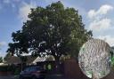 The mature oak tree in Lampton Close in Wool
