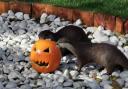 Badger and Isa have been getting in to the Halloween spirit