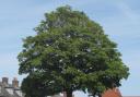 A sycamore tree in Wareham has been saved from being cut down by the council
