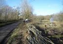 Hedge laying at Kingcombe Meadows