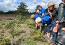 Heathland invert training for new volunteers through the Hyde's Heath Project