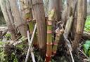 Japanese Knotweed has begun growing early this year in parts of Dorset due to wet weather