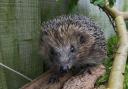 Volunteers sought for new hedgehog conservation project