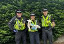 The stolen lamb was located by the Dorset Police Rural Crime Team