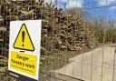 'Diseased' trees felled in Dorset wood