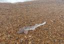 A dogfish has washed up on Seatown Beach