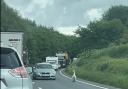 A family of swans created traffic chaos on A31.