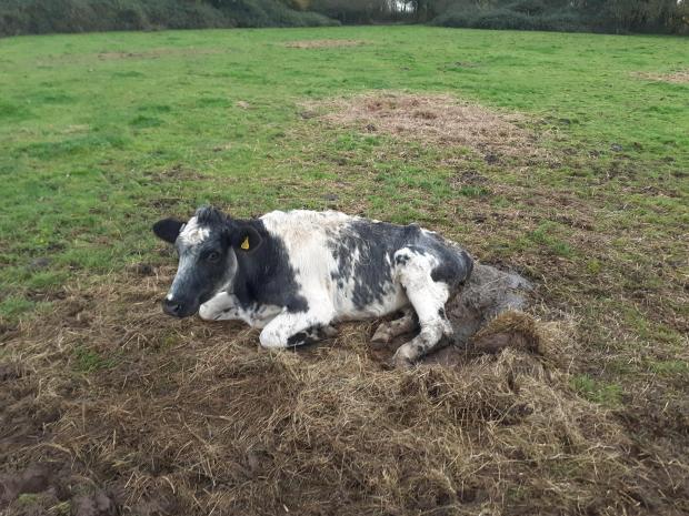 Dorset Echo: A cow found suffering at the farm in January this year. Image courtesy of Dorset Council