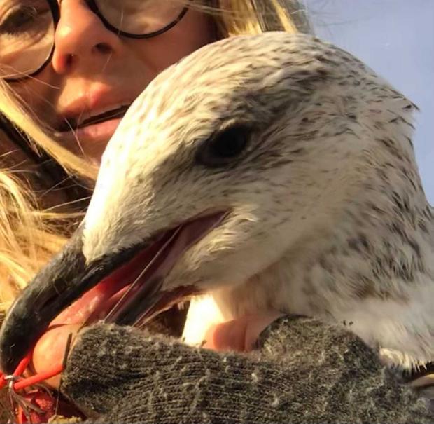 Dorset Echo: Injured gull who had swallowed hook. Picture: Weymouth and Portland Marine Litter Project. 