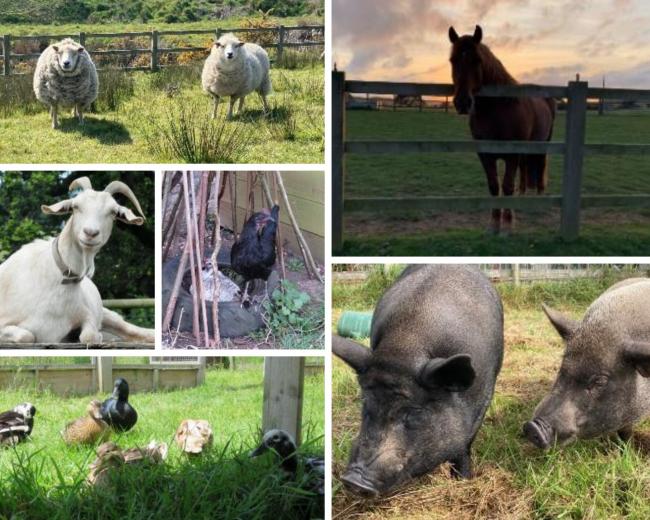 FARMYARD FRIENDS: These field animals, all being cared for at Margaret Green Animal Rescue, are hoping to find their forever homes.
