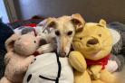 Bella finds life tough in kennels but gets comfort and company from her dozens of cuddly toys