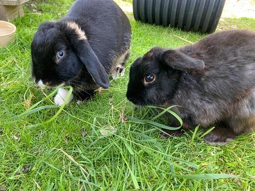 Dorset Echo: Vienetta and Magnum are looking for a home together. Picture: RSPCA West Dorset Branch