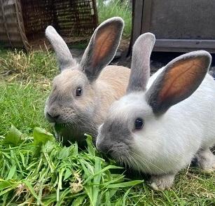 Dorset Echo: Solero and Twister are looking for separate homes with a neutered male. Picture: RSPCA West Dorset Branch