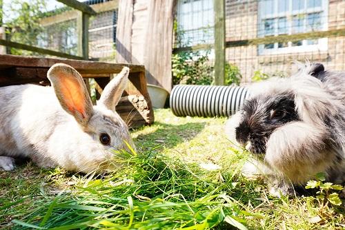 Dorset Echo: Cappuccino and Corona are both very friendly bunnies. Picture: RSPCA West Dorset Branch