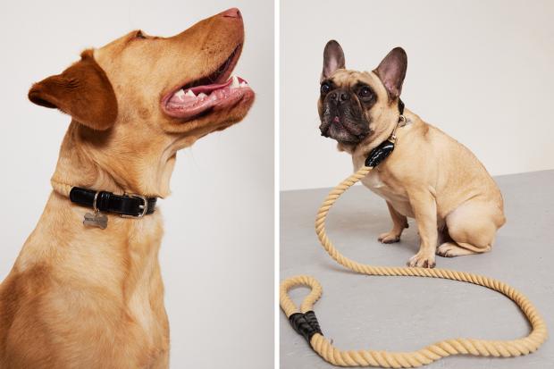 Dorset Echo: (left) A dog wearing the PLT pet collar and (right) a Pug wearing a PLT lead (PrettyLittleThing/Canva)