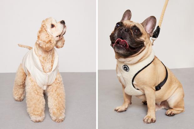 Dorset Echo: (left) Teddie wearing a PLT white coat and (right) a Pug wearing a white PLT harness (PrettyLittleThing/Canva)
