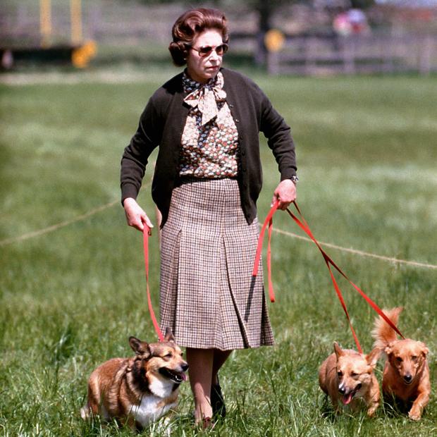 Dorset Echo:  The Queen has owned more than 30 Corgis and Dorgis during her reign. PA