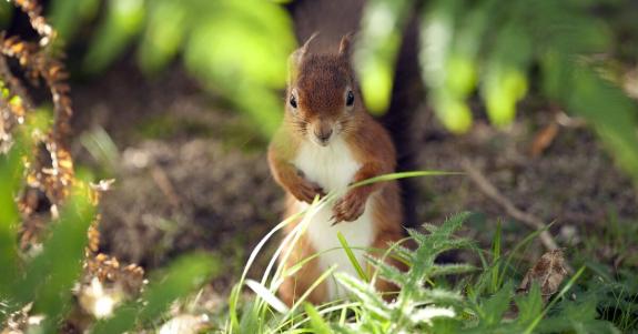 Dorset Echo: Red squirrels can be found on Brownsea Island Dorset Echo: Red squirrels can be found on Brownsea Island