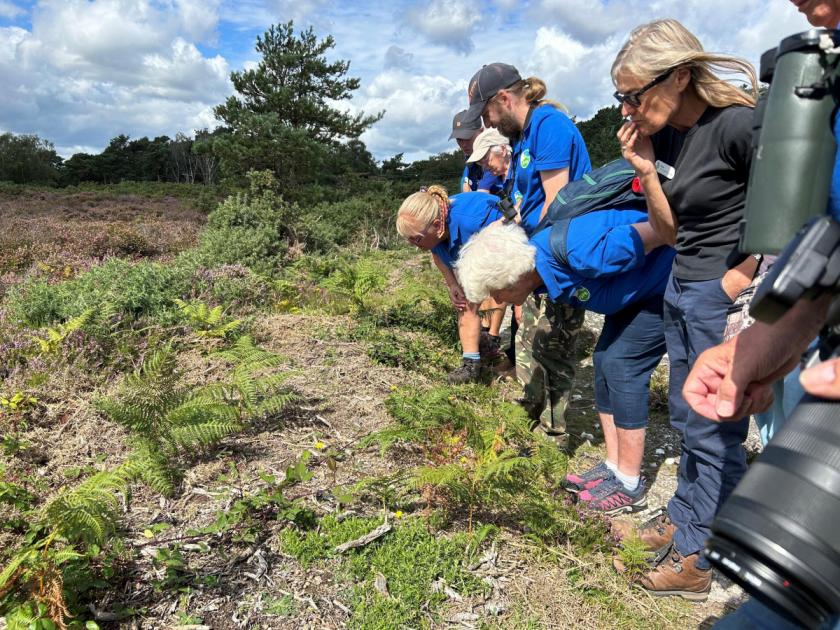 RSPB Arne celebrates success of Hyde's Heath Project 