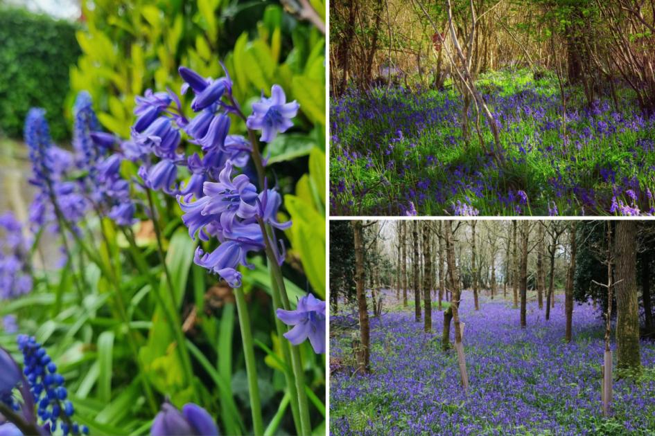 7 of the best spots around Dorset to see stunning bluebells 