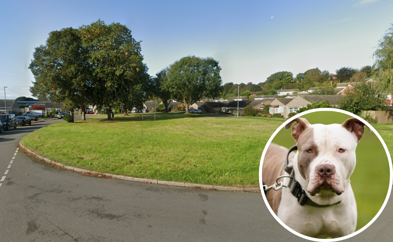 Dog dies after being attacked by 'XL bully' - Vimarsana News