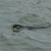 Otter in West Bay harbour Picture: Rachel Jenner