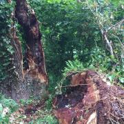 The Remedy Oak tree in Woodlands, Wimborne is falling apart. Picture by Terry Yarrow, AKA The Dorset Rambler