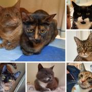 ADOPT A CAT: These kittys, all looking for  a forever home, are currently being care for by RSPCA West Dorset